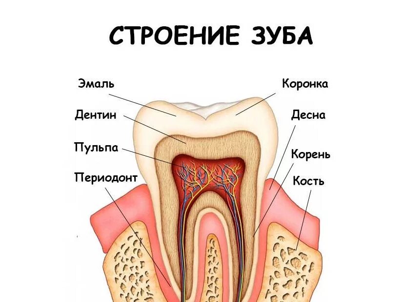 Пульпа зуба фото Лечение пульпита зуба по низкой цене в Тольятти