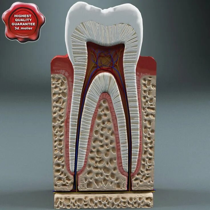 Пульпа зуба фото tooth anatomy 3d max Зубы, Стоматология, Проекты