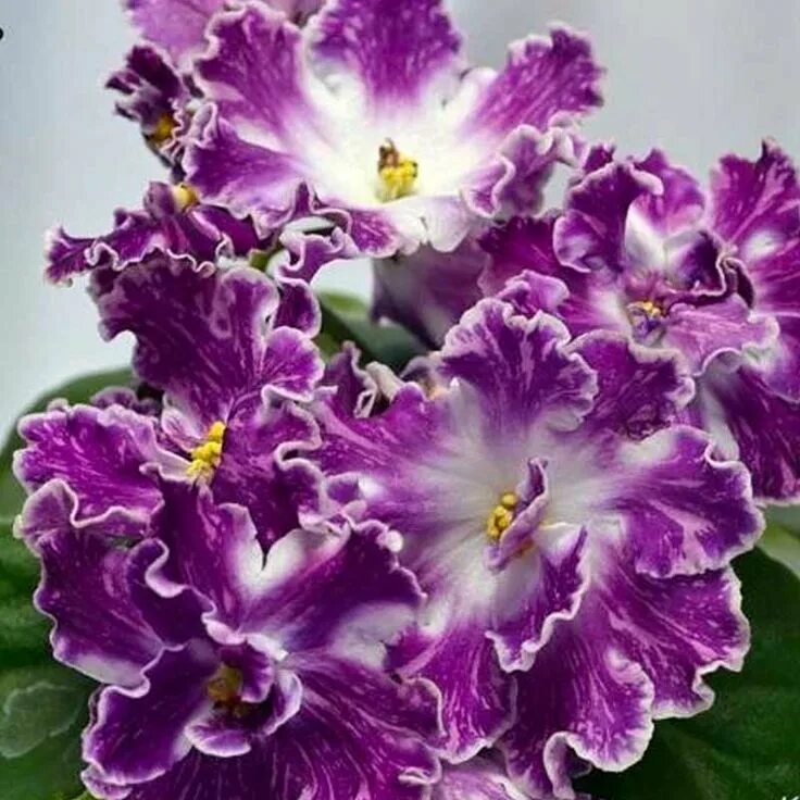 Пульсар фиалка фото VAT-PULSAR African violets, Starter plants, Plants