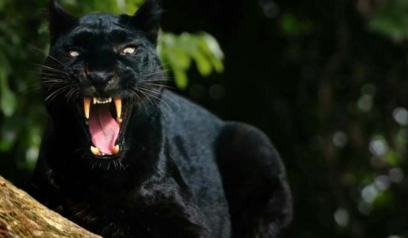 Пума фото животного черная Épinglé par Elia Rodriguez sur Panthers! Black panthers, Les chats sauvages, Pan