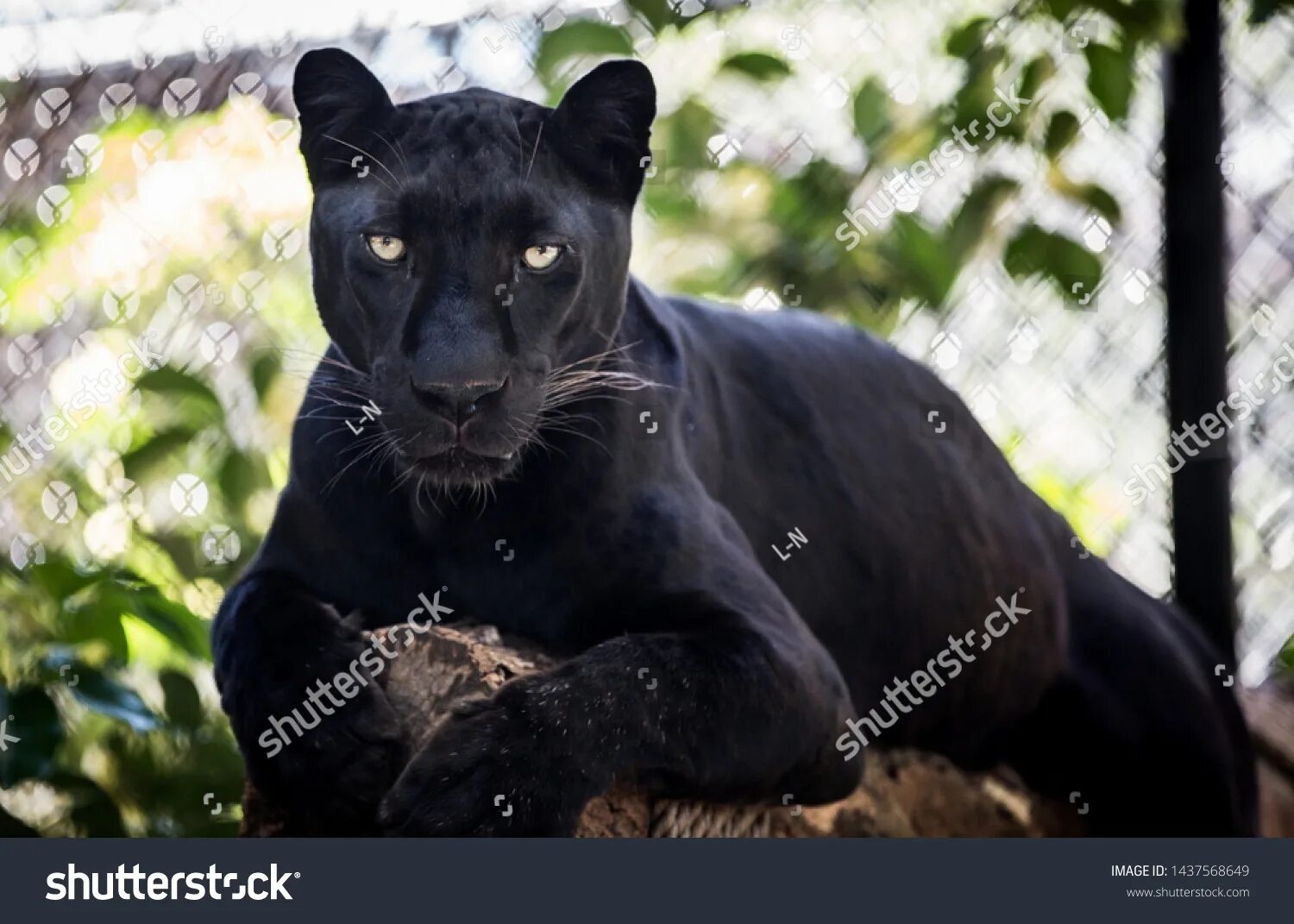 Пума фото животного черная 4.033 Panther in tree Görseli, Stok Fotoğraflar ve Vektörler Shutterstock