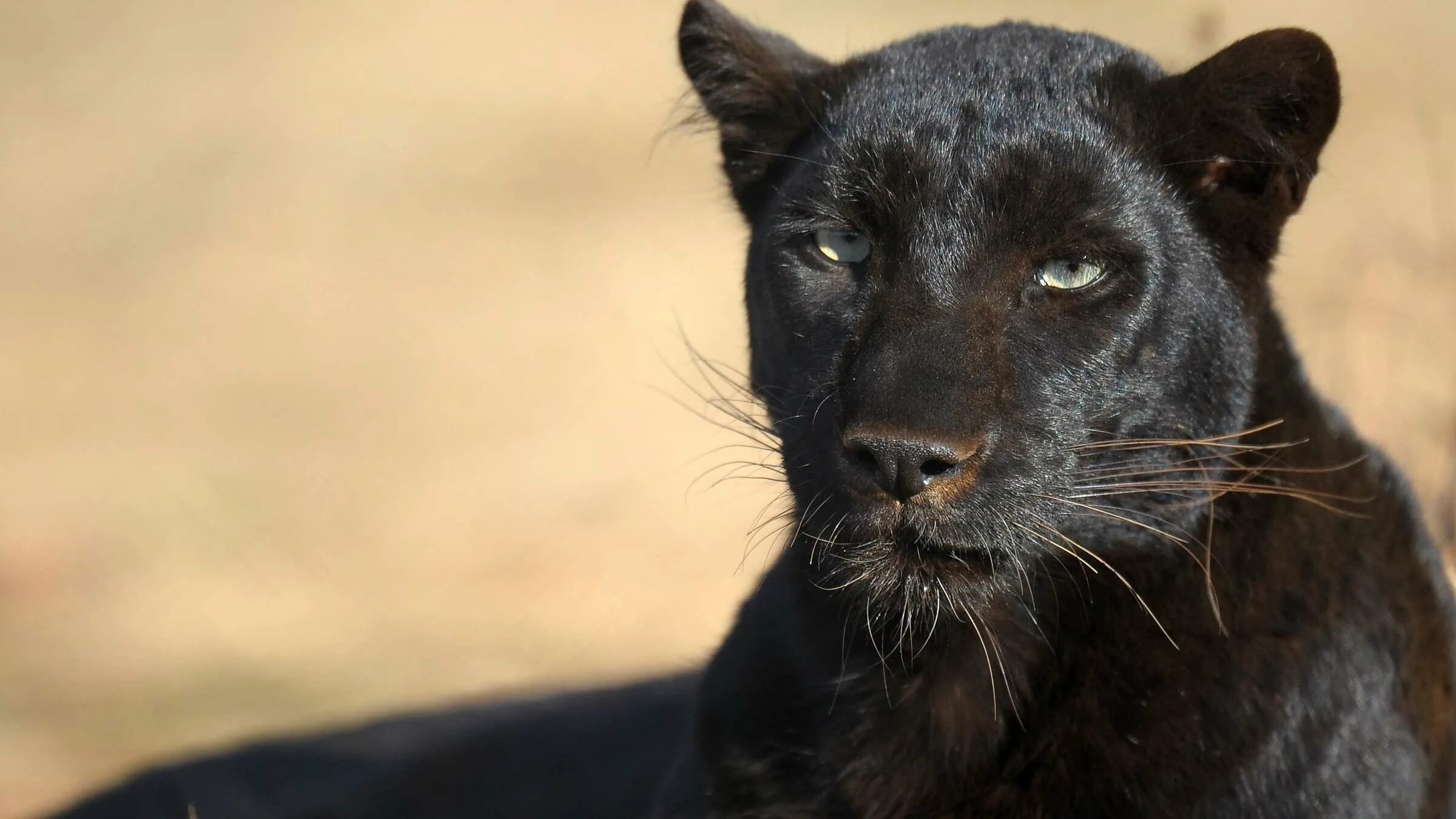 Пума фото животного черная Pef Lotus wir tier puma schwarz Beruhigen Breite Beständig