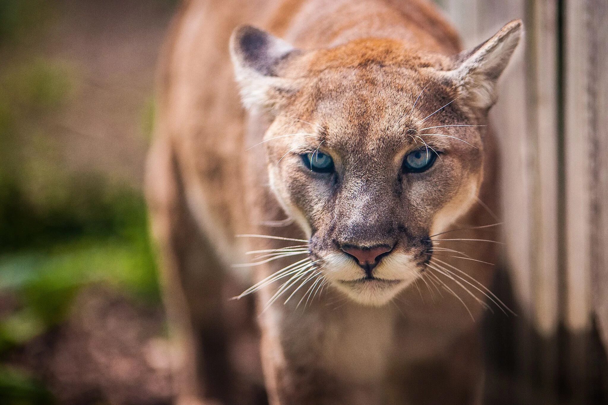 Пума фото животного в хорошем качестве Wallpaper : animals, wildlife, whiskers, Puma, mammals, cougar, wild cat, fauna,