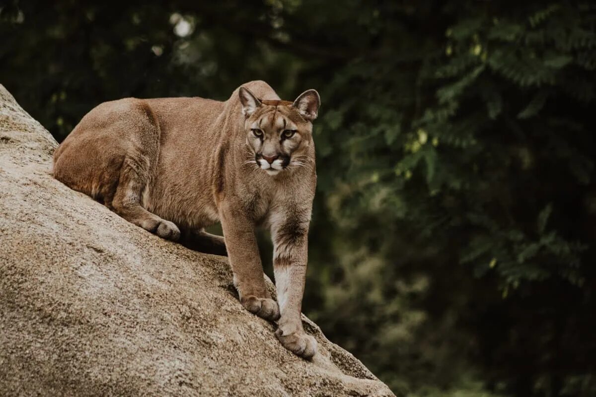 Пума фото животного в хорошем качестве Northern California Homeowner Stunned to Find Mountain Lion Playing with Dog in 