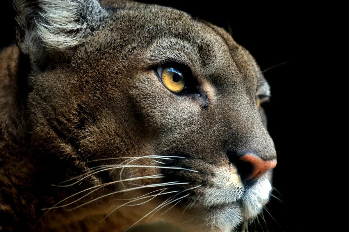 Пума фото животного в хорошем качестве How AI Facial Recognition Is Helping Conserve Pumas Scientific American