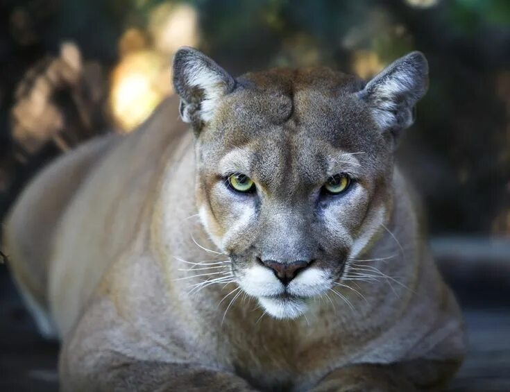 Пума фото животного в хорошем качестве declared extinct Jan 2018 Mountain lion, Florida panther, Panther