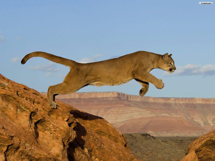 Пума фото животного в хорошем качестве Cougar on the run. Mountain lion, Animals, Pets cats