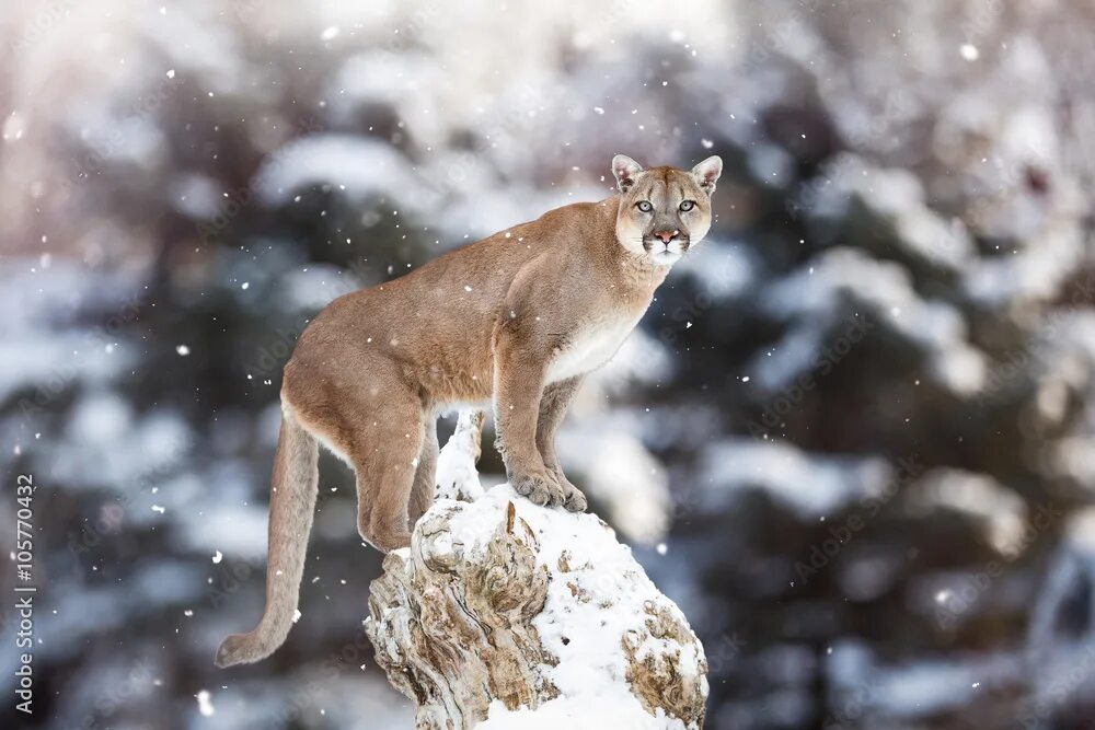 Пума картинки животного Portrait of a cougar, mountain lion, puma, panther, striking a p фотография Stoc