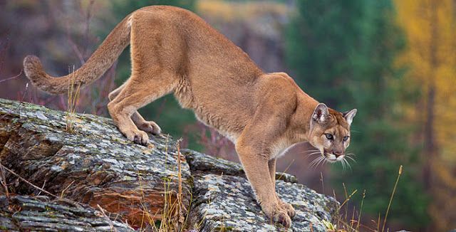 Пума картинки животного Cougar Mountain lion, Mountain lion hunting, Lion hunting