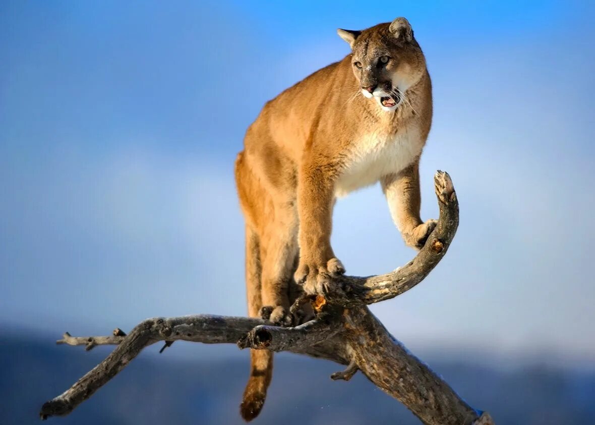 Пума животное фото Want to Save Money on Car Insurance? Buy a Mountain Lion. Mountain lion, Animals