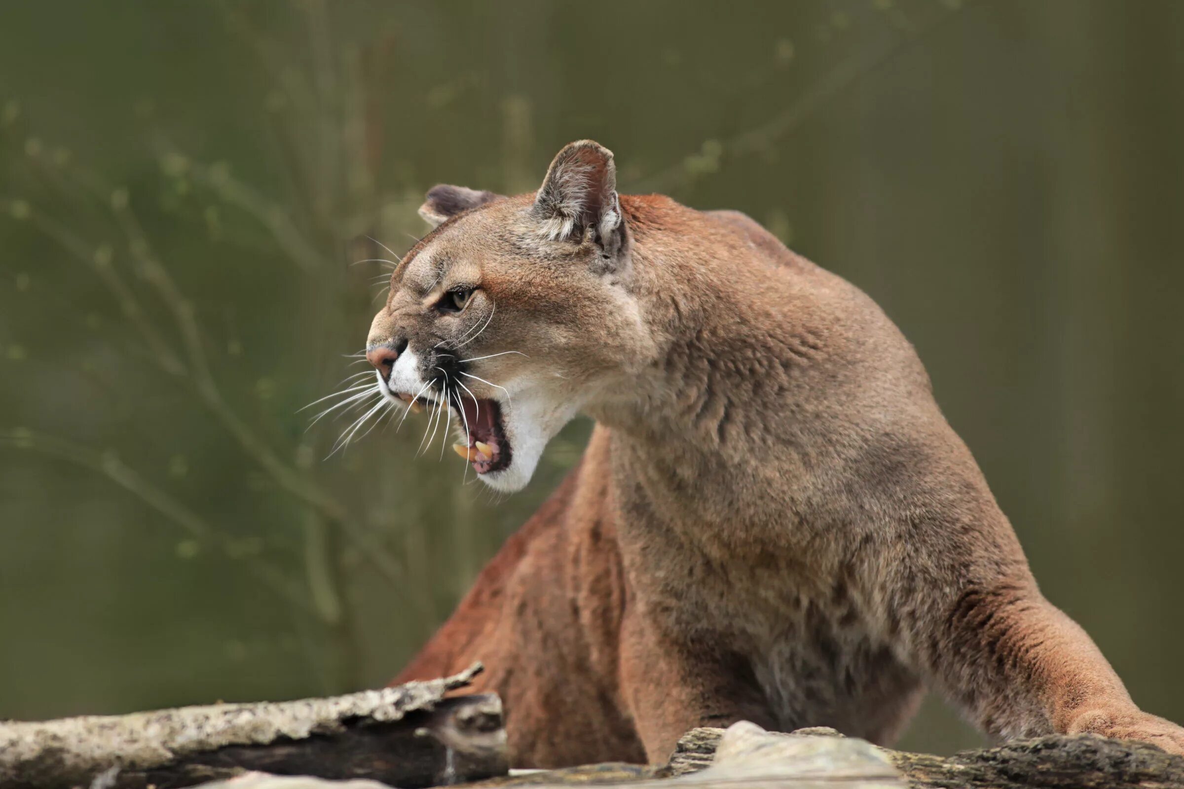 Пума животное фото Puma in bad mood JuzaPhoto