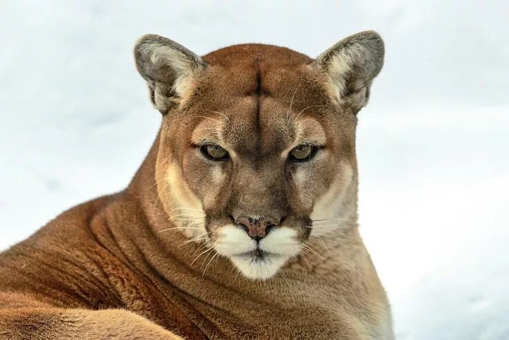 Пума животное фото Puma cougar #puma #cougar mountain lion wild cat #predator #look #1080P #wallpap