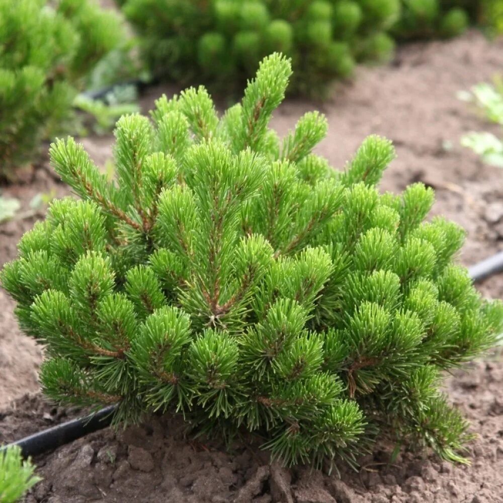 Пумилио сосна горная размер описание сорта фото Сосна горная (Pinus mugo Pumilio C2 30)