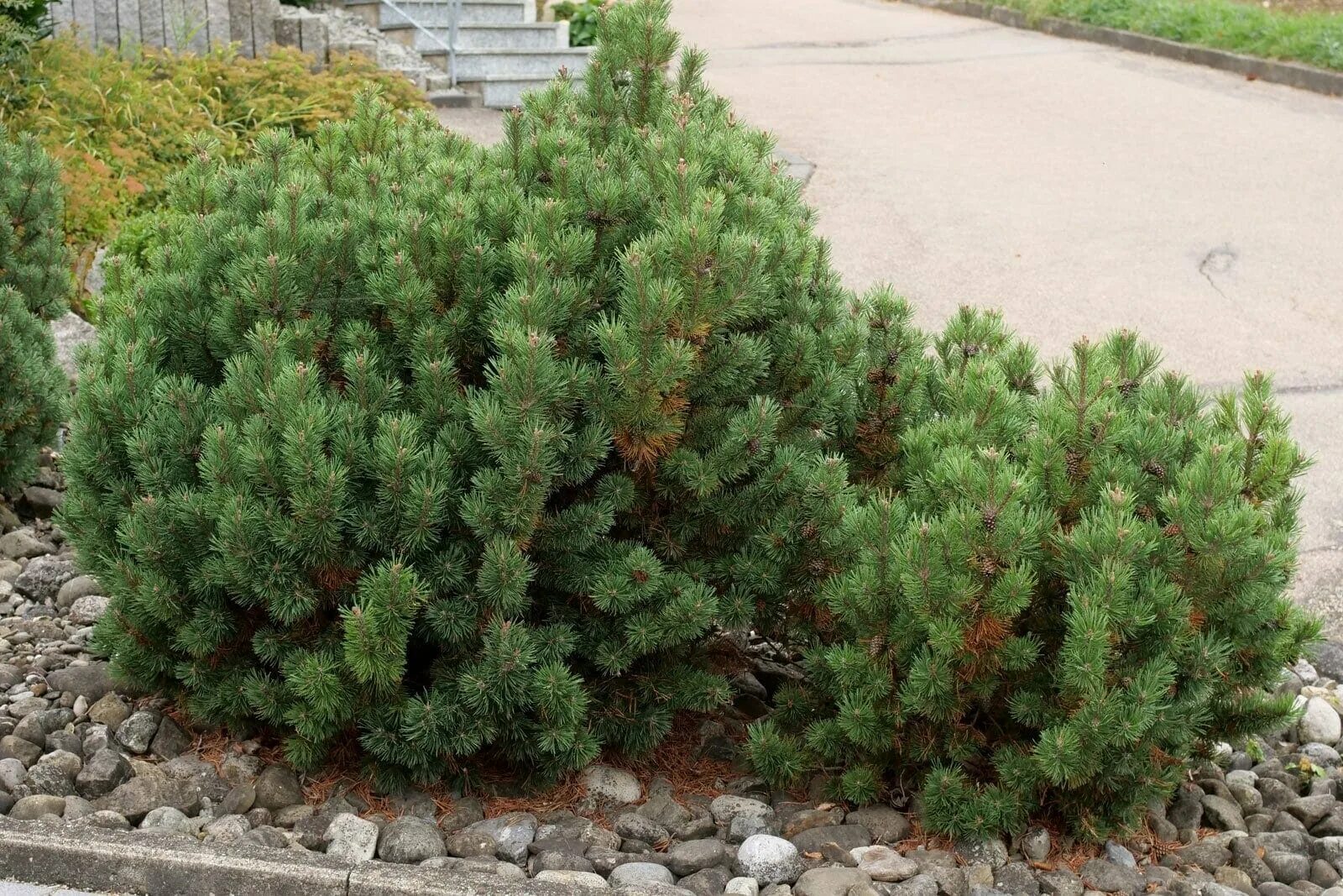 Пумилио сосна горная размер описание сорта фото Pinus 'Mountain Pine' (Dwarf) 8" Pot - Hello Hello Plants