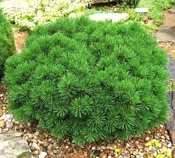 Пумилио сосна горная размер описание сорта фото Dwarf Mugo Pine (1 m high; 2 m spr) A dwarf low-growing pine with dark green nee