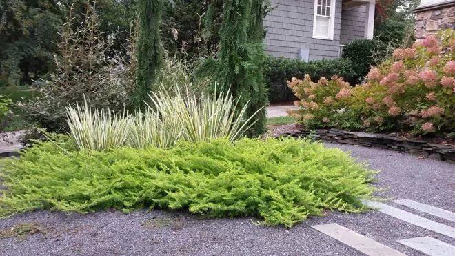 Пумилио в ландшафтном дизайне These Aren’t Your Grandparents' Junipers Japanese garden, Plants, Garden design