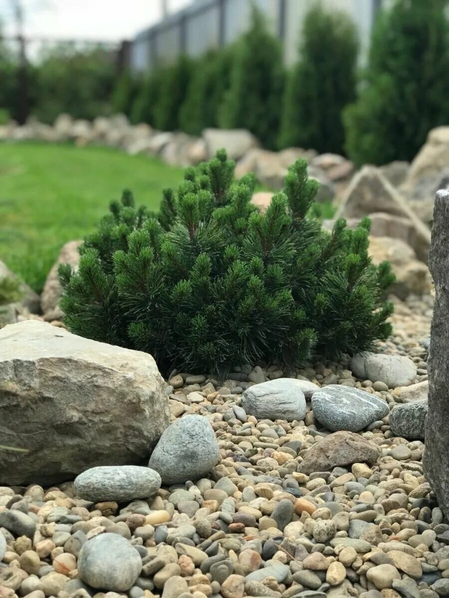 Пумилио в ландшафтном дизайне фото Горная сосна Мугус и уход за ней Feel Green Дзен