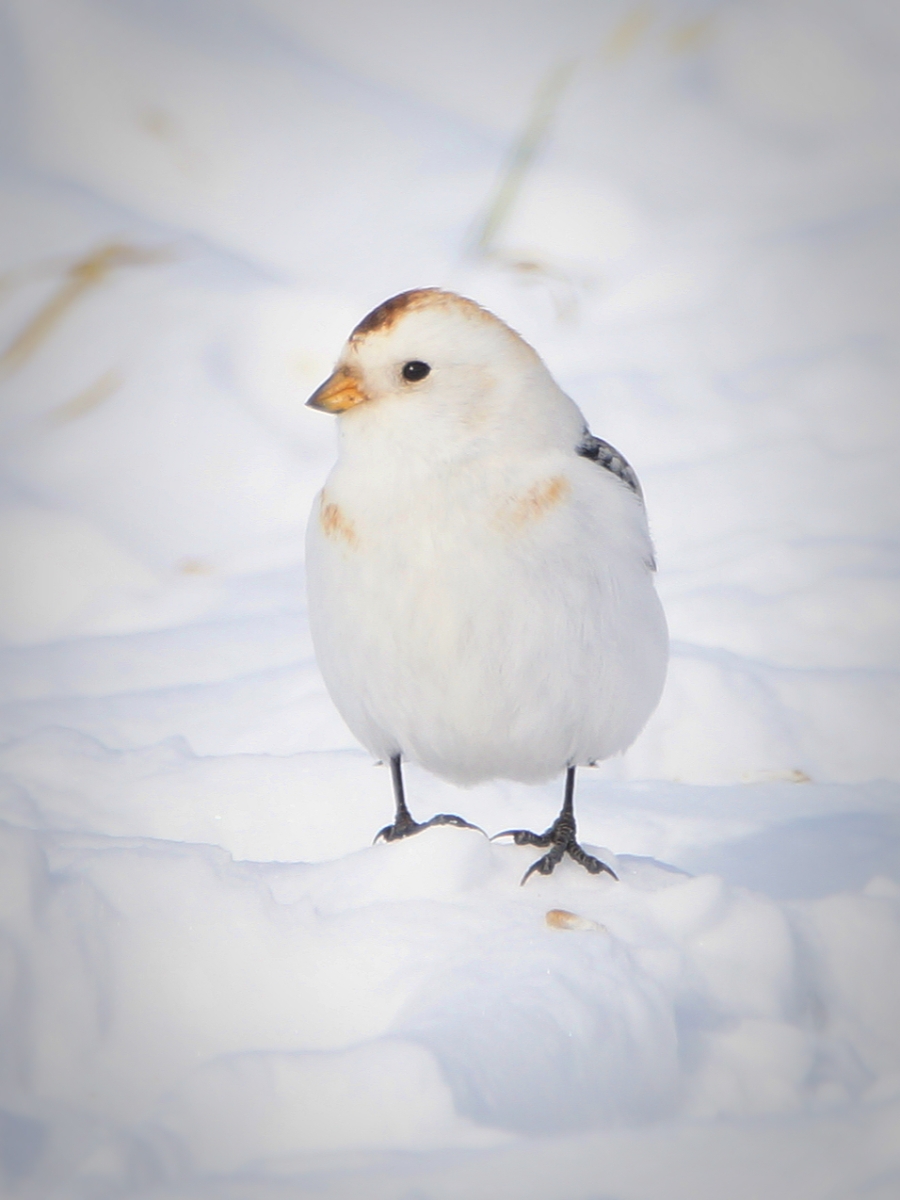 Пуночка птица фото Snow Bunting (Plectrophenax nivalis). Birds of Siberia.