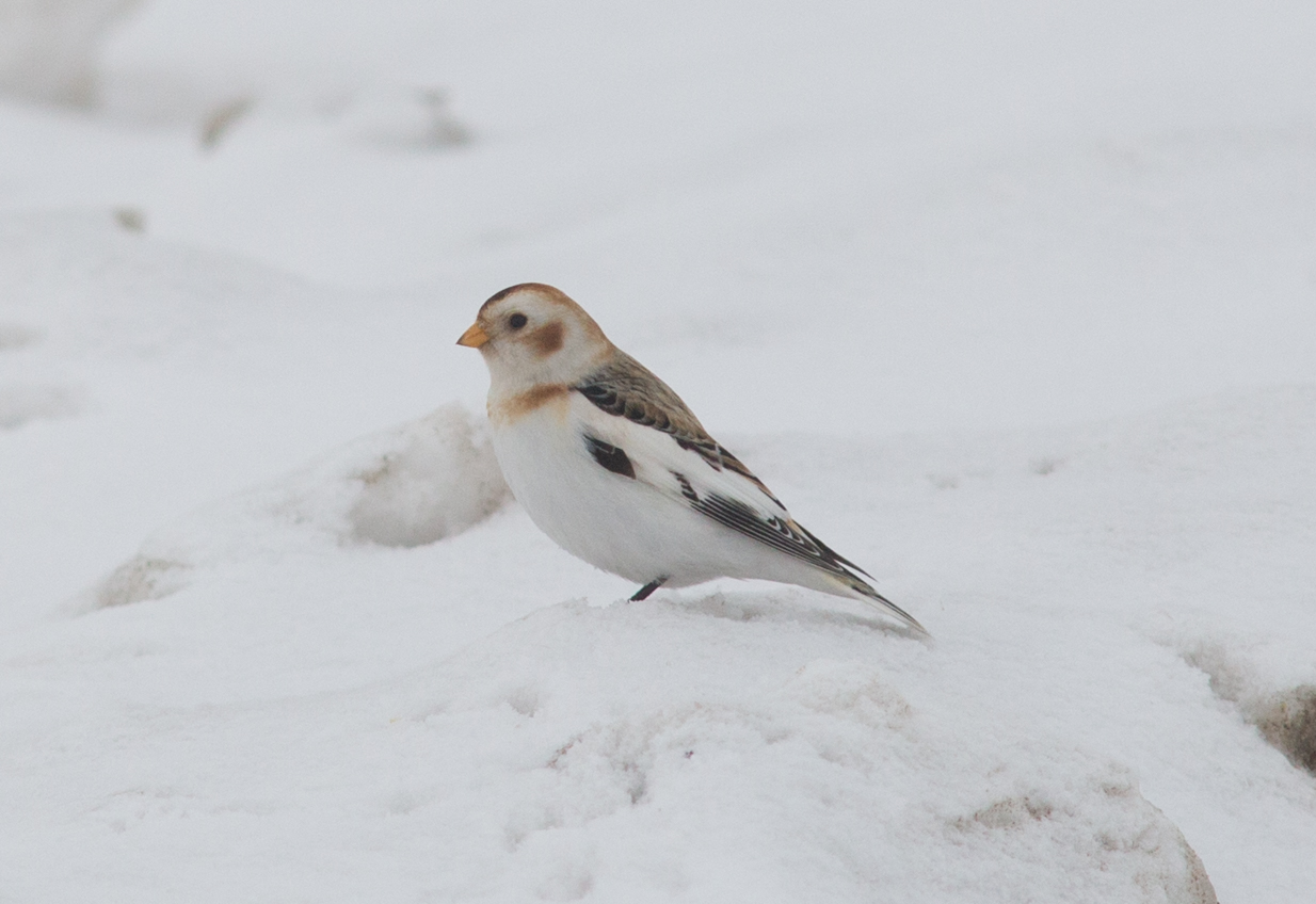 Пуночка птица фото Snow Bunting (Plectrophenax nivalis). Birds of Siberia.