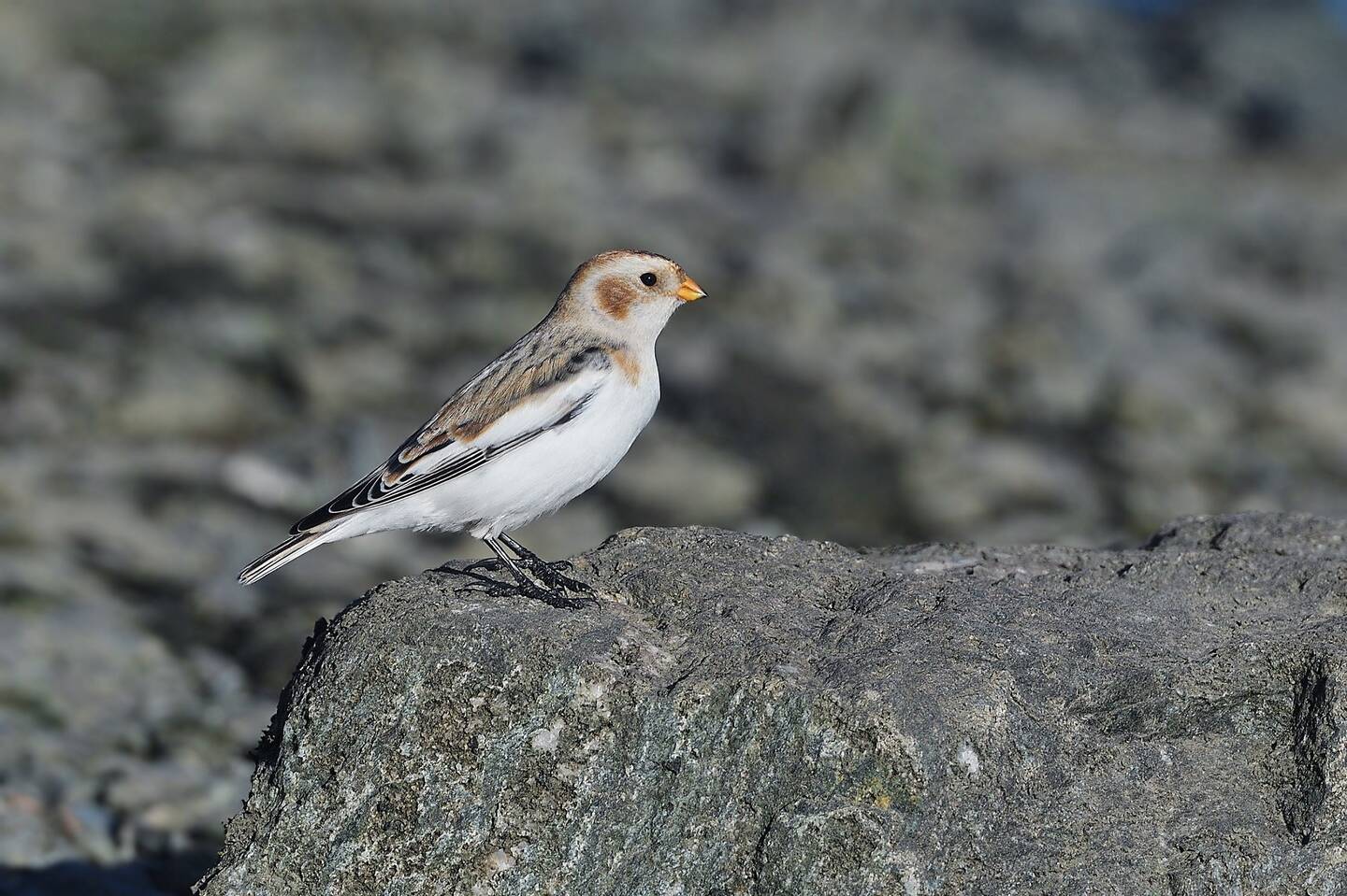 Пуночка птица фото Пуночка (Plectrophenax nivalis). Птицы Сибири.