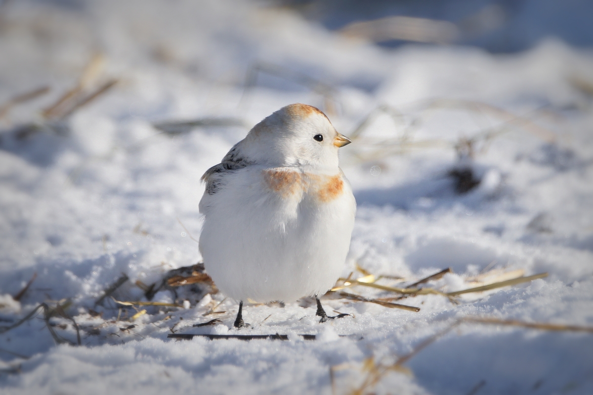 Пуночка птица фото Пуночка (Plectrophenax nivalis). Птицы Сибири.