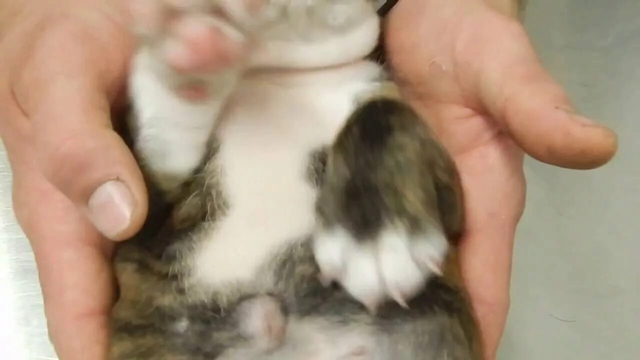 Пупочная грыжа у щенка фото Umbilical Hernia in bulldog puppy Dr. Kraemer @Vet4Bulldog.com - YouTube