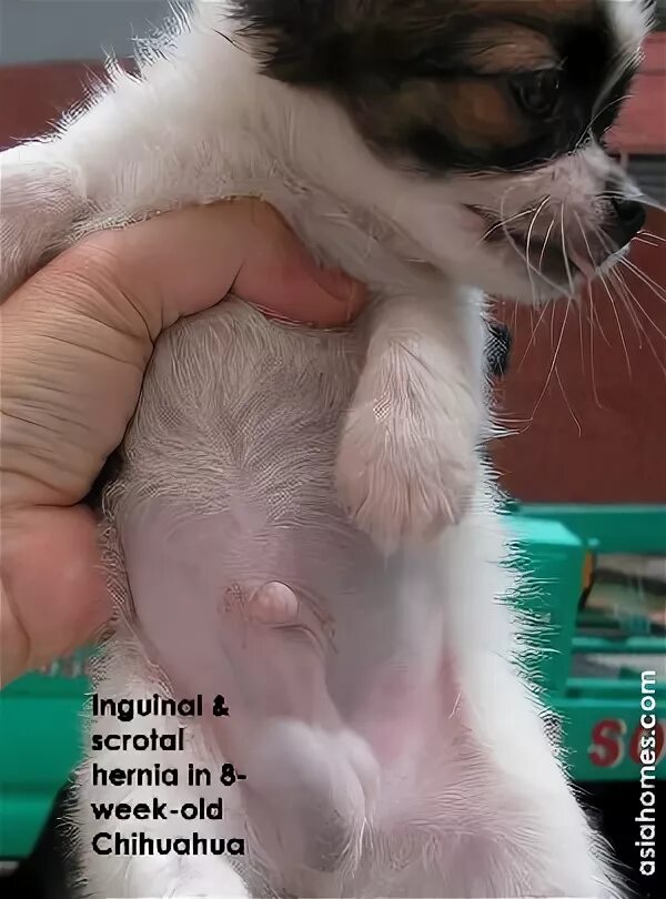 Пупочная грыжа у щенка фото Inguinal Hernia In Puppies : Umbilical Hernia Images, Stock Photos & Vectors Shu