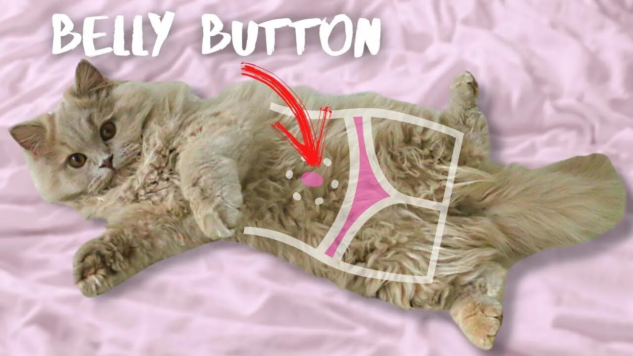 Пупок у кошек фото Do cats have belly buttons? How to find a cat's navel? Furry cat - YouTube