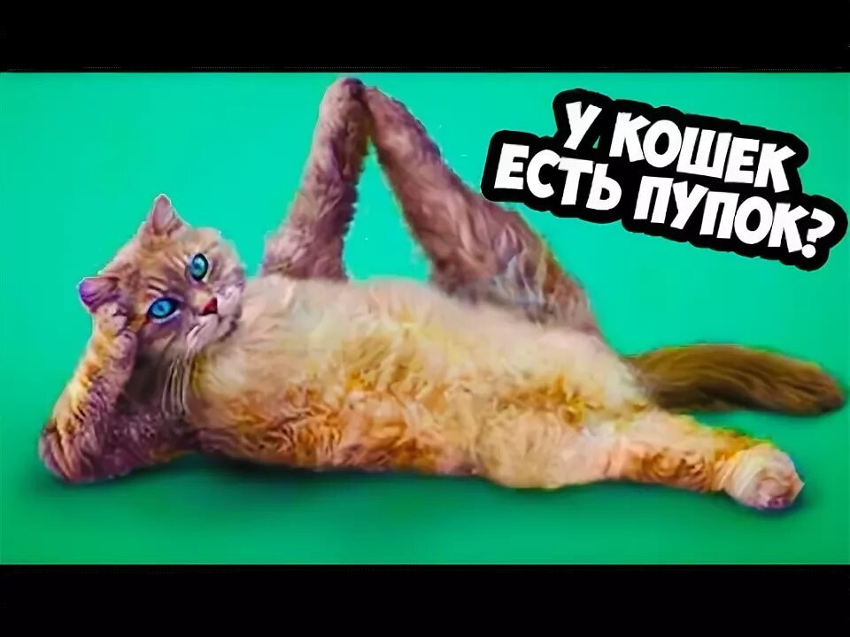 Пупок у кота фото У кошек есть пупок? ПРОВЕДИ ЭКСПЕРИМЕНТ) - YouTube