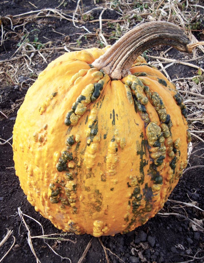 Пупырчатая тыква фото Autumn Orange Gourd with Pimples and Bumps. Stock Image - Image of food, bump: 1