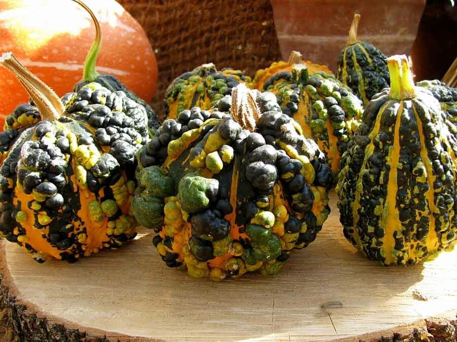 Cucurbita pepo, warty pear gourd, ornamental gourd with warts, dark green in upp