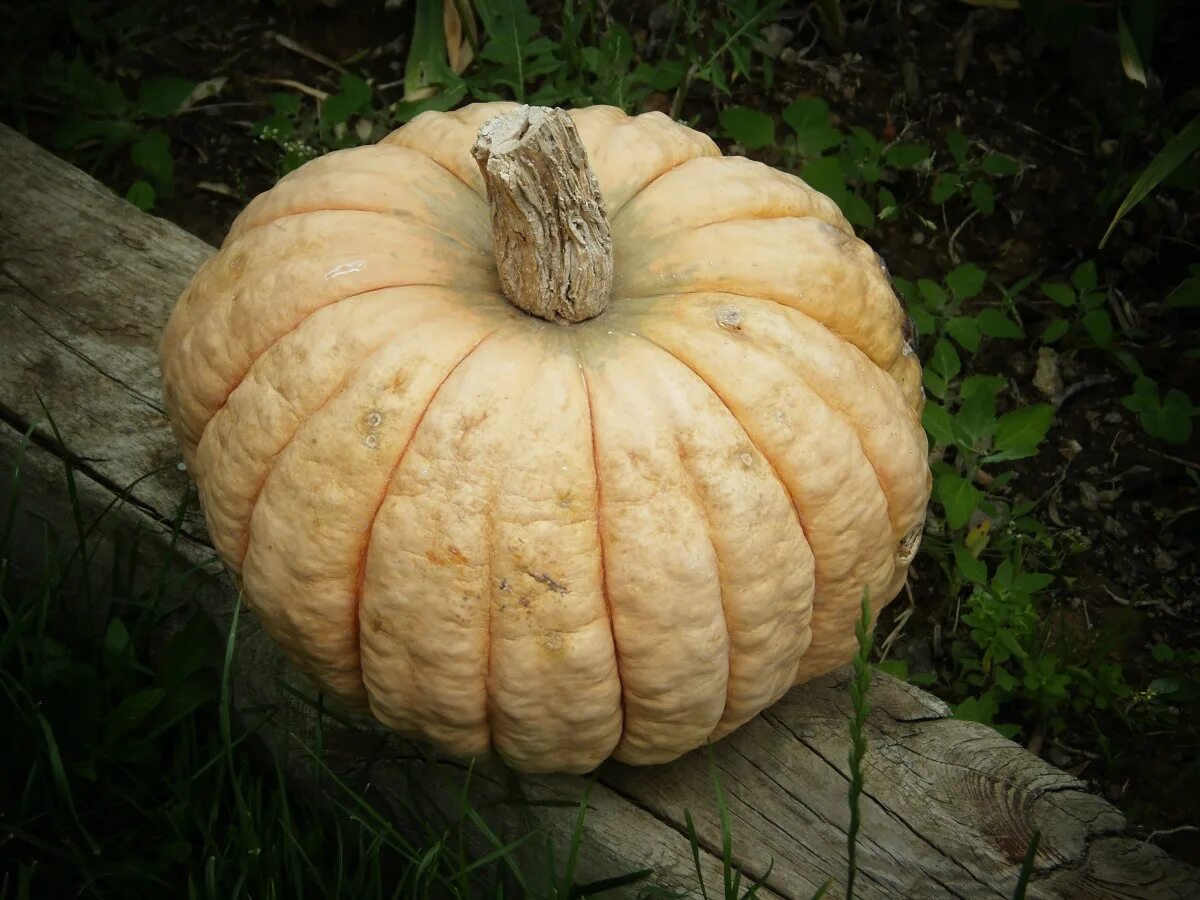 Пупырчатая тыква фото Free Images : fruit, produce, vegetable, autumn, pumpkin, dessert, gourd, calaba