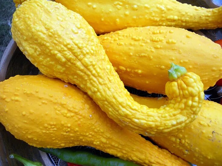 Пупырчатый кабачок фото и описание early yellow crookneck squash Summer squash, Squash, Yellow crookneck squash