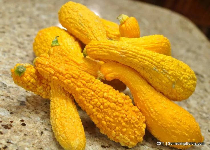 Пупырчатый кабачок фото и описание сорта Pin on HUMBLE, DELICIOUS & OH SO BEAUTIFUL SQUASH! Crookneck squash, Yellow croo