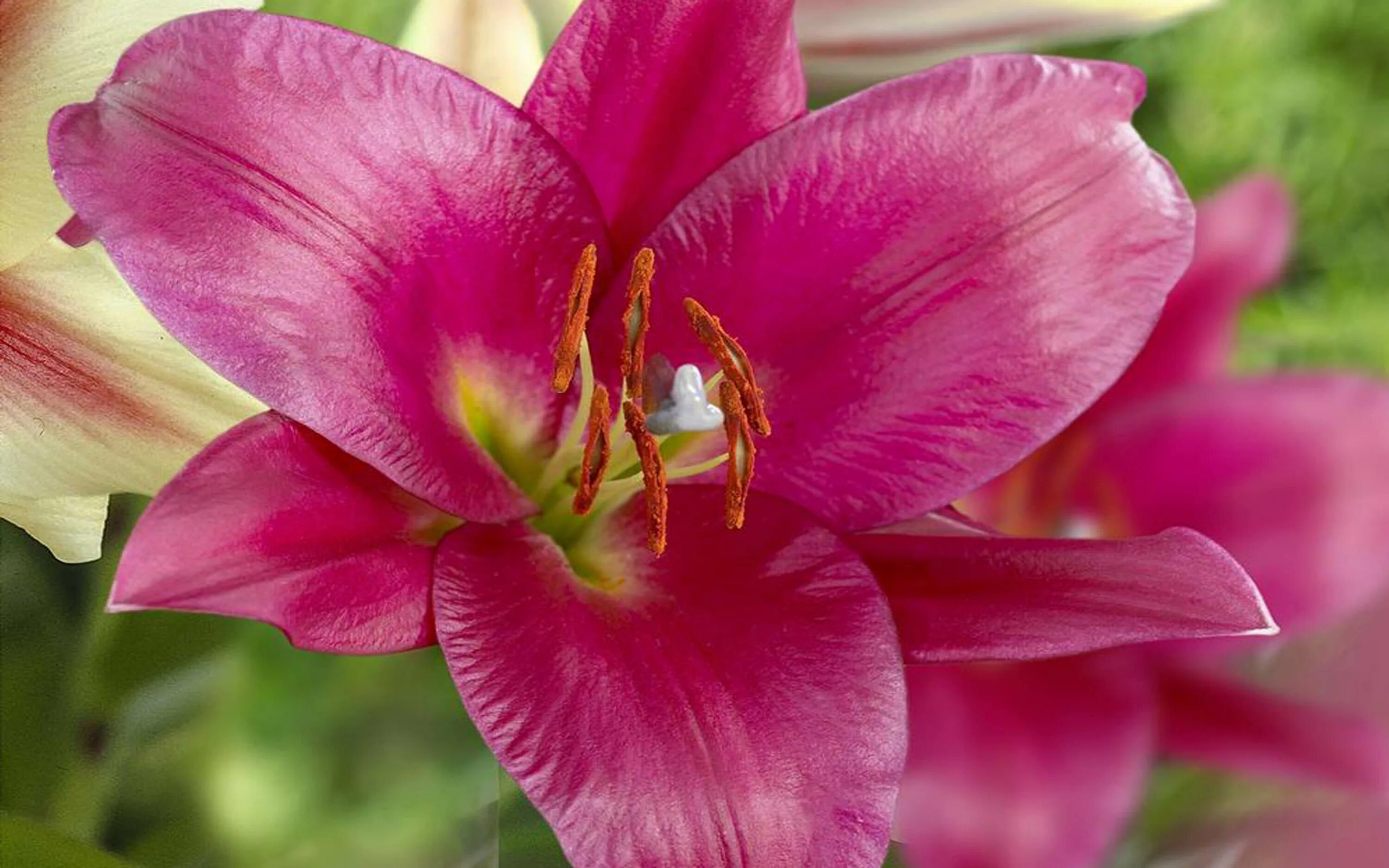 Пурпл марбл лилия фото Lily Oriental Trumpet Purple Prince Macro Flower Large Flowers With Great Odor F