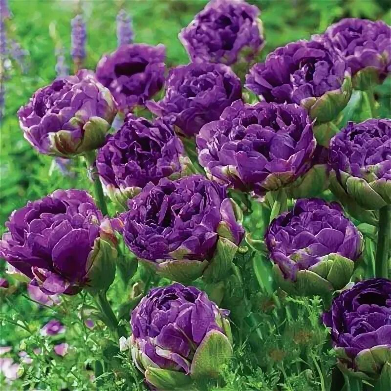 Пурпл пиони тюльпан фото Double Peony Tulip Blue Wow Tulip bulbs, Tulip seeds, Bulb flowers