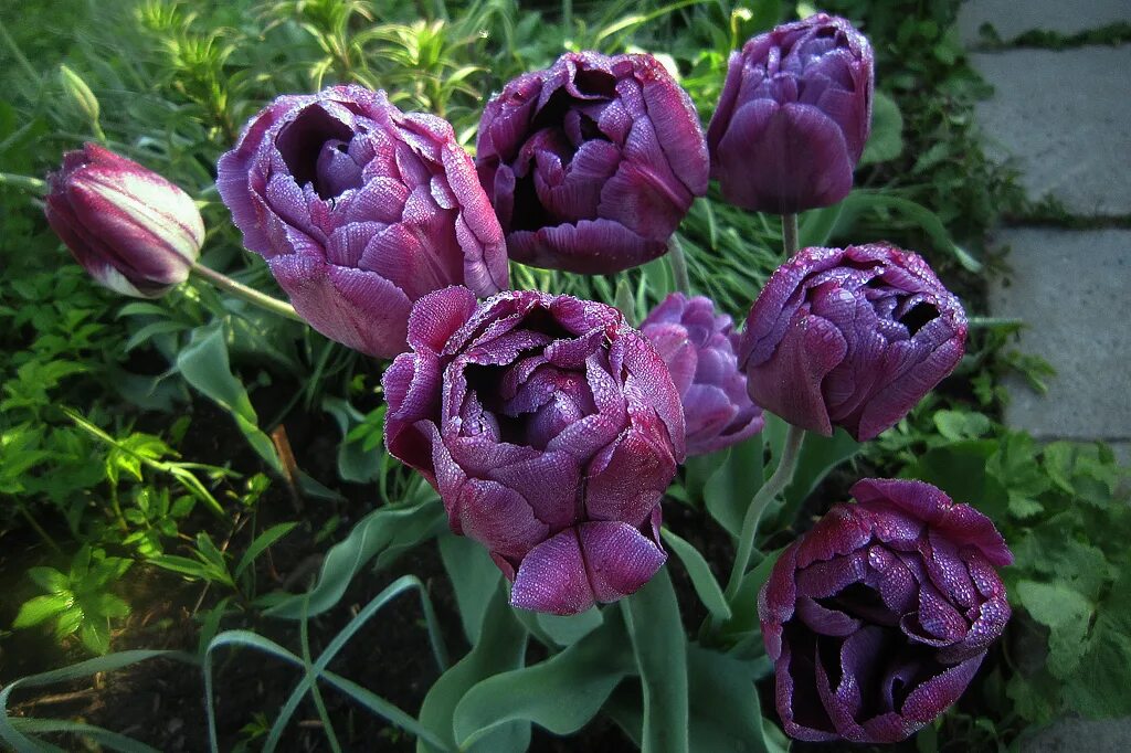 Тюльпан purple peony (50 фото)