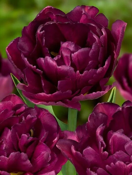 Пурпл пиони тюльпан фото Tulip Showcase Bulb flowers, Purple flowers garden, Tulips flowers