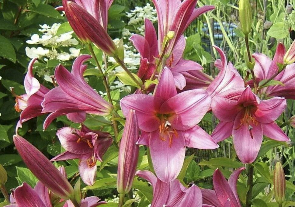 Пурпл принц лилия фото описание отзывы Купить лилия от-гибрид пёпл принц (lilium purple prince), 3 шт (разбор 16/18) по