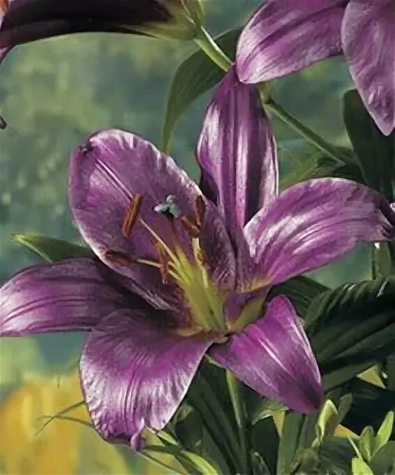 Пурпл принц лилия фото описание отзывы Lilium ot 'Purple Prince' - GARDENIDEA