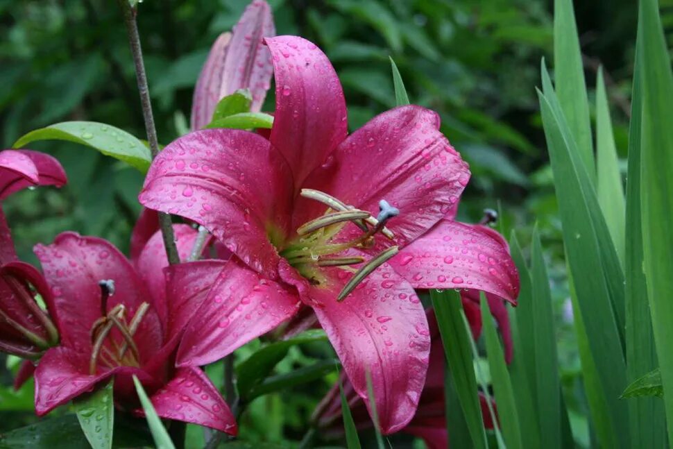 Пурпл принц лилия фото описание отзывы Купить лилия от-гибрид пёпл принц (lilium purple prince), 3 шт (разбор 16/18) по