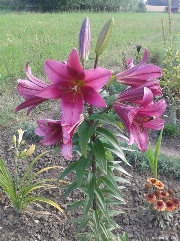 Пурпл принц лилия фото описание отзывы Lily - Lilium x hybridum Purple Prince Garden-en.com