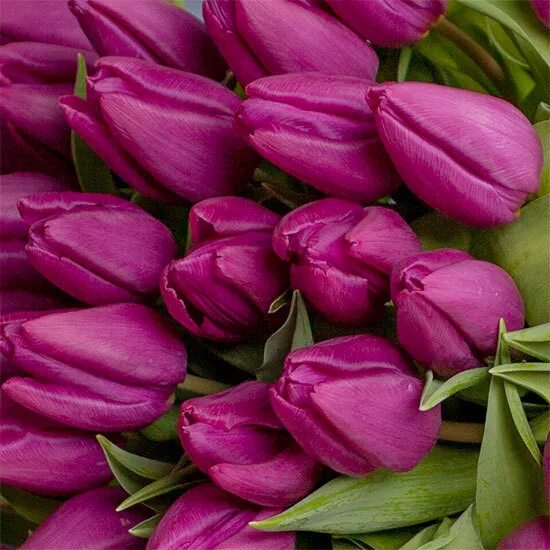 Пурпл принц тюльпан фото Bouquets of tulips - Tulips home delivery