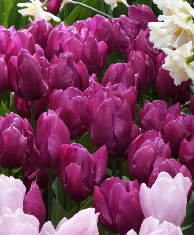 Пурпл принц тюльпан фото Tulip Purple Prince - Single Early Tulips - Tulips - Flower Bulb Index Flower fa