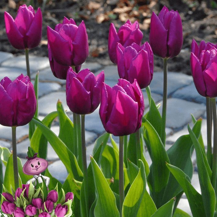 Пурпл принц тюльпан фото Луковицы Тюльпан Chipollino flowers купить по выгодной цене в интернет-магазине 