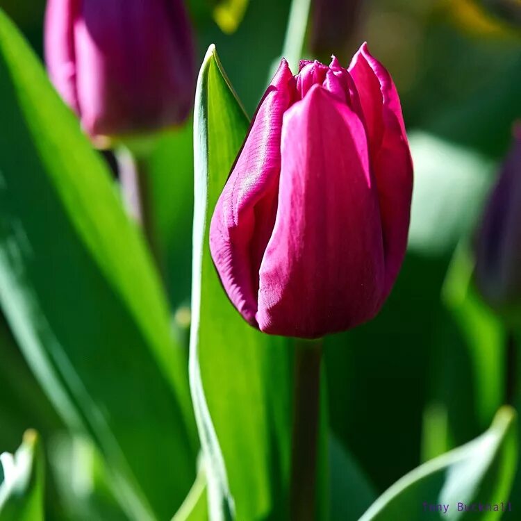 Пурпл принц тюльпан фото Tulipa 'Purple Prince', Tulip 'Purple Prince' (Single Late) - uploaded by @tonyb