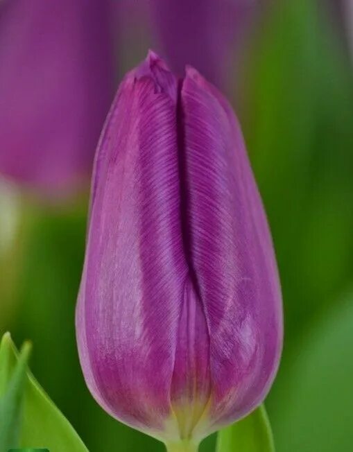 Пурпл принц тюльпан фото Перпл Принс (Purple Prince)