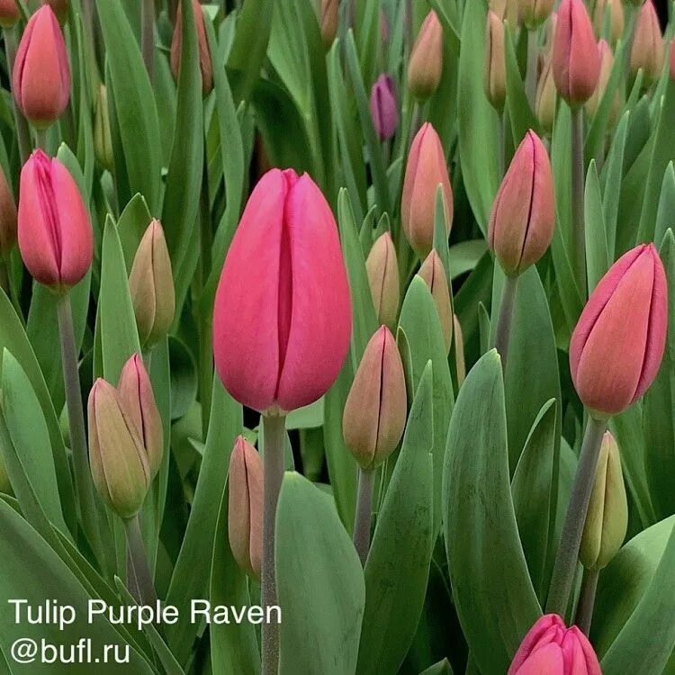 Пурпл равен тюльпан фото Tulip Purple Raven авторское фото BUFL.RU Tulips, Daffodils, Purple