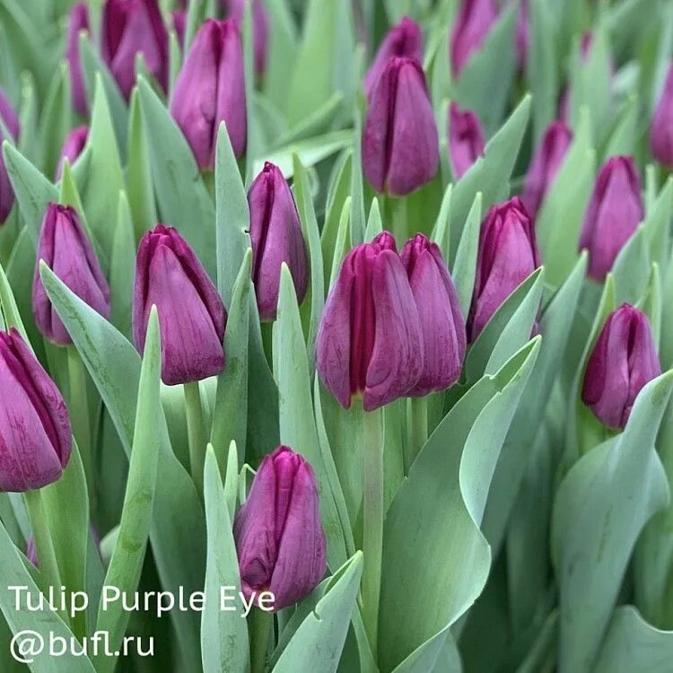 Пурпл равен тюльпан фото Tulip Purple Eye авторское фото BUFL.RU Tulips, Purple eyes, Daffodils