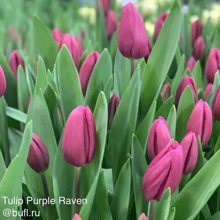 Пурпл равен тюльпан фото Tulip Purple Raven авторское фото BUFL.RU в 2020 г Луковичные цветы, Тюльпаны